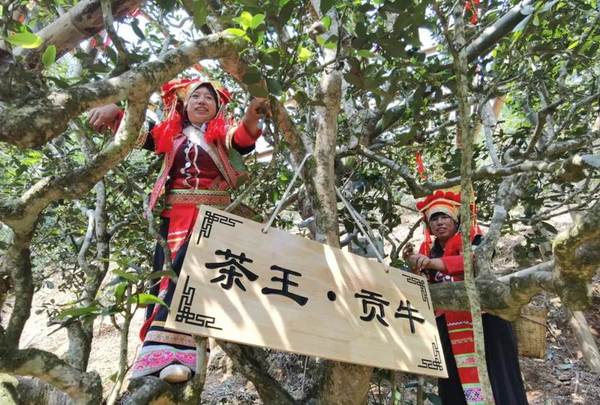 关于茶王“贡牛”每公斤鲜叶最高价格1.2万元！思茅区老安寨古树茶开采的热门新闻(1)