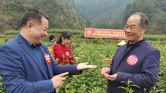 有关于春茶进入全面开采期，快来看看全国各地春茶采制的最新情况吧的消息(3)