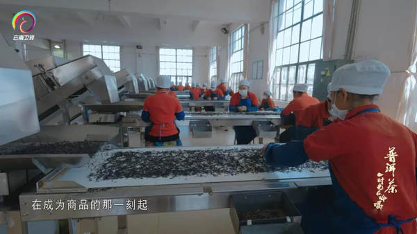 有关于优秀纪录片《普洱茶——时光在吟唱》走出国门的资讯(6)