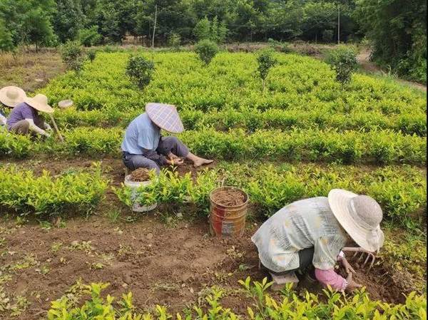 有关于茶园经济模式多元化，促产增收，以茶兴农的新闻(2)