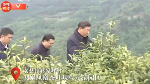 关于【2020年度新闻】茶行业热点新闻事件汇总的热门消息(3)