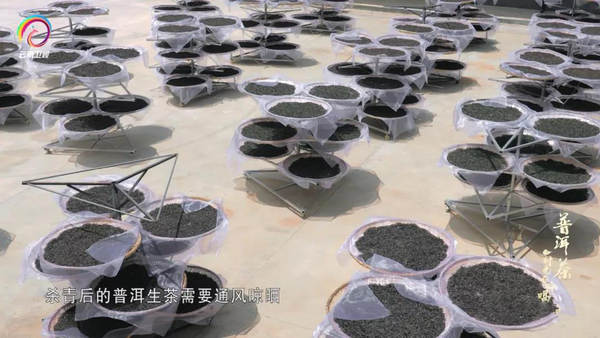 有关于优秀纪录片《普洱茶——时光在吟唱》走出国门的资讯(5)