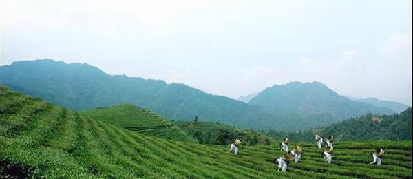 有关于中国茶产业T20创新模式推评活动结果揭晓的热门新闻