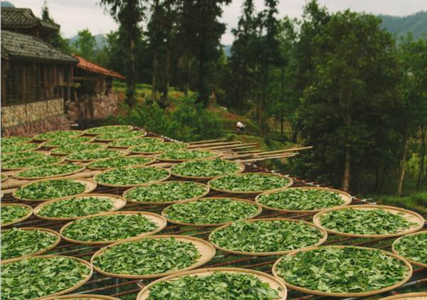 关于两会上的“茶声”指明茶业风向标，快来看吧！的资讯(3)