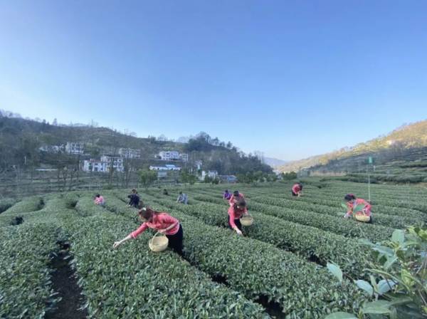 有关于春茶进入全面开采期，快来看看全国各地春茶采制的最新情况吧的消息(1)