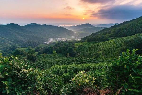 关于发展规划 | 浙江省茶产业“十三五”回顾与“十四五”展望的最新消息(20)