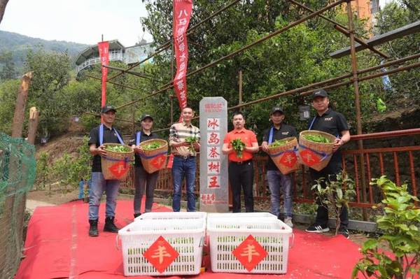 关于冰岛五寨春茶全面开采，五棵茶王树领衔“保护开采”新模式的热门资讯(7)