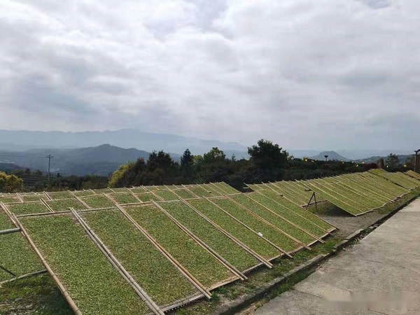 关于白茶价格连年上涨 福鼎茶企“备战”IPO的消息(2)