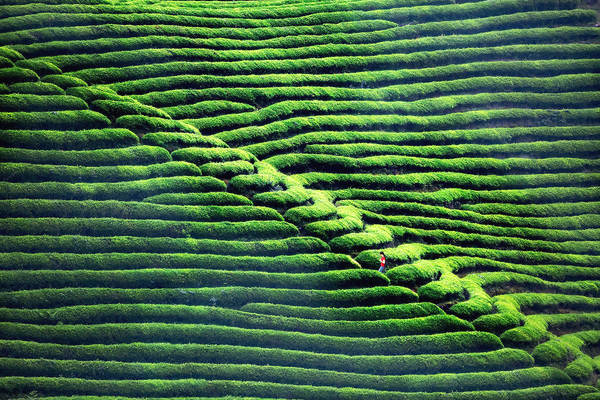 有关于3000亿茶叶市场无一A股公司 中茶股份、澜沧古茶能否破局？的热门信息