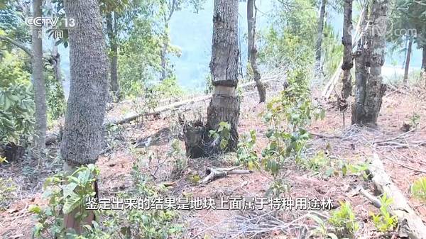 有关于焦点访谈:“谁破坏谁修复!” 整治毁林种茶 守住绿水青山的信息(4)