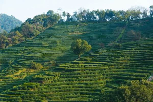 有关于为西湖龙井茶立法，杭州拟设“西湖龙井茶节”的信息(1)
