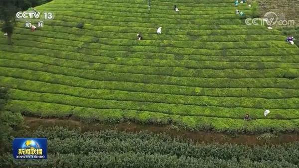 关于2020年中国茶叶产销形势报告；2021年1-2月中国茶叶出口情况简报；“老字号”中药铺里的“新茶饮”的最新消息(7)
