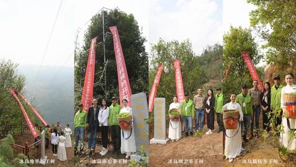 关于冰岛五寨春茶全面开采，五棵茶王树领衔“保护开采”新模式的热门资讯(1)