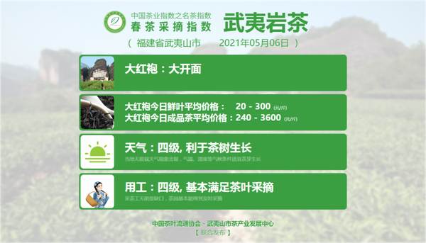 有关于水仙、肉桂、大红袍采摘结束，2021春茶采摘指数的信息(1)