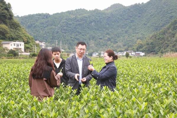 关于东西部扶贫协作发展茶产业助力脱贫攻坚——以杭州市对口帮扶湖北省恩施州为例的最新消息(10)