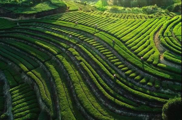 有关于福建安溪茶产业助力乡村振兴的经验与启示的热门消息(5)