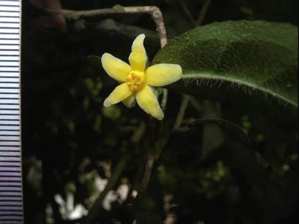 有关于中国首次发现云南管蕊茶：数量仅有30株左右、急需保护的最新消息(1)