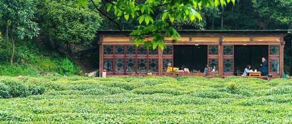 有关于茶园经济模式多元化，促产增收，以茶兴农的新闻(1)