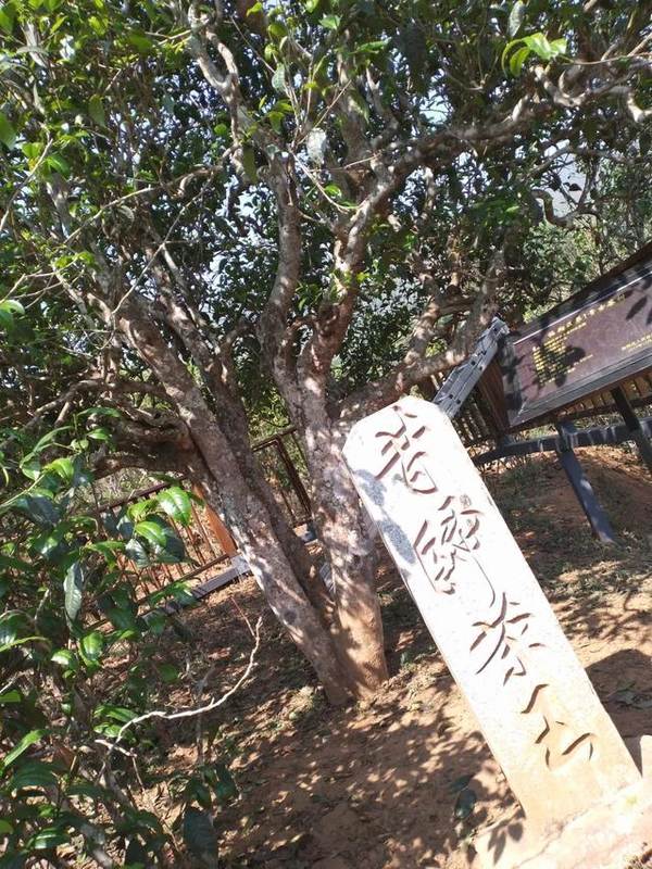 有关于云南临沧昔归村民烧“昔归烧茶”，得到什么教训？的最新资讯(1)