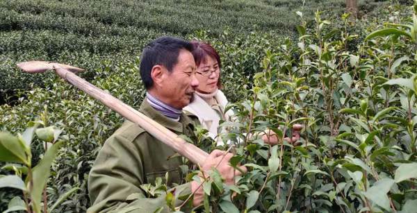 有关于春茶进入全面开采期，快来看看全国各地春茶采制的最新情况吧的消息(4)