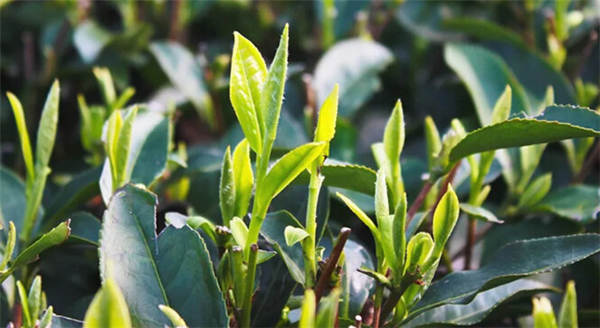 关于重磅丨8大茶关键词，《2020天猫茶行业消费趋势报告》亮点解读的信息