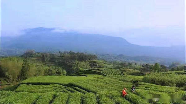关于白茶价格连年上涨 福鼎茶企“备战”IPO的消息(3)