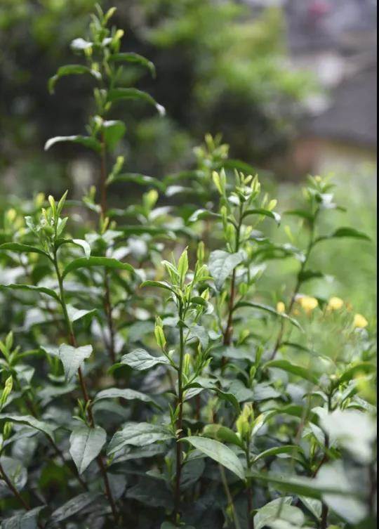 关于两会上的“茶声”指明茶业风向标，快来看吧！的资讯(4)