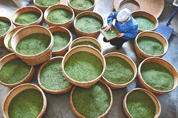 关于疫情再起，电商直播带货能否在茶行业再次火起来的信息(5)