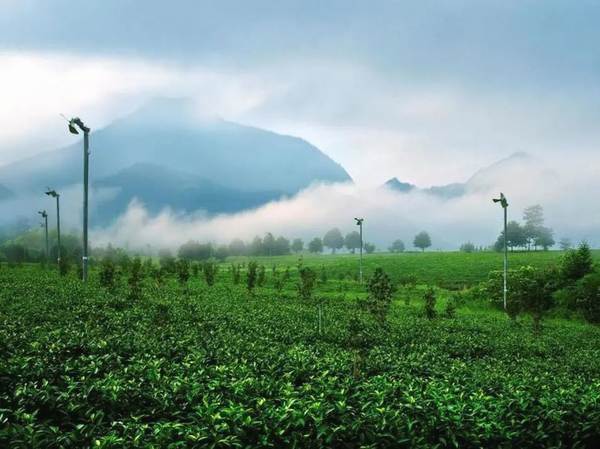 关于发展规划 | 浙江省茶产业“十三五”回顾与“十四五”展望的最新消息(15)