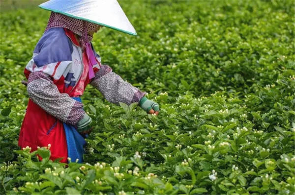 有关于茶旅融合是否有前途？这4地用数据说话！的热门消息(5)