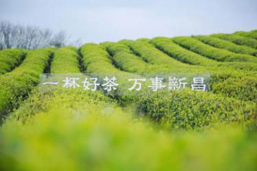 有关于链接现代消费者，看大佛龙井的品牌传播新探索的热门信息(12)