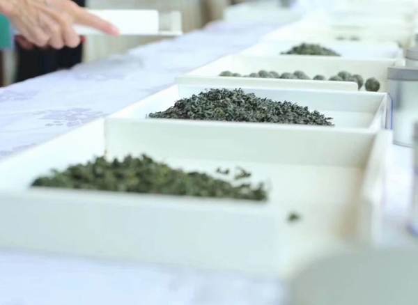 有关于产业扶贫，我国贫困地区茶产业发展面临的问题与挑战的资讯(7)