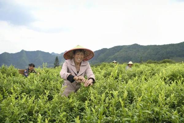 关于东西部扶贫协作发展茶产业助力脱贫攻坚——以杭州市对口帮扶湖北省恩施州为例的最新消息