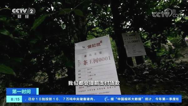 关于冰岛五寨春茶全面开采，五棵茶王树领衔“保护开采”新模式的热门资讯