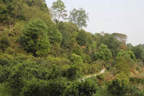 关于墨江县贡茶园茶王树开采,现场竞拍28万元的最新消息(12)