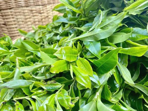 有关于4月9日澜沧邦崴千年过渡型古茶王开采 收获鲜叶51.6kg的新闻(5)