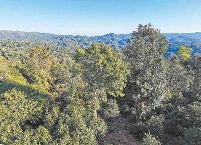 有关于坚决遏制种茶毁林行为！《人民日报》关注云南专项整治的热门信息(2)