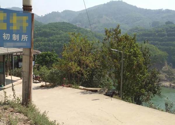 有关于【一线调查】云南临沧昔归村民为何烧茶？的最新消息(4)