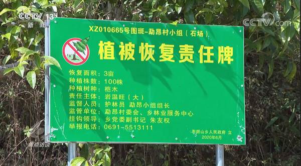 有关于焦点访谈:“谁破坏谁修复!” 整治毁林种茶 守住绿水青山的信息(7)