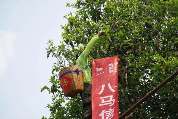 关于冰岛五寨春茶全面开采，五棵茶王树领衔“保护开采”新模式的热门资讯(2)