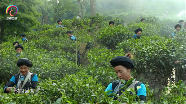 有关于优秀纪录片《普洱茶——时光在吟唱》走出国门的资讯(2)