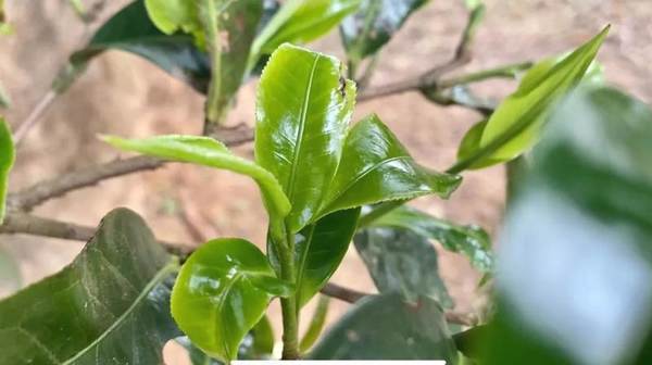 有关于4月9日澜沧邦崴千年过渡型古茶王开采 收获鲜叶51.6kg的新闻(4)