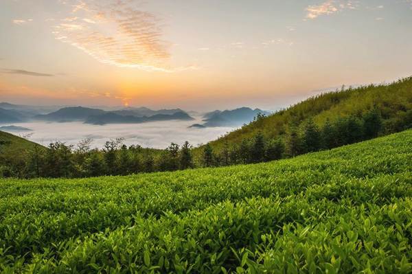 有关于《中国茶产业发展“十四五”规划建议》正式发布！的热门资讯(1)