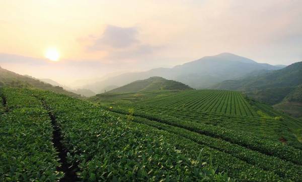 关于全国率先！安溪铁观音质量安全白皮书在北京发布！的新闻(11)