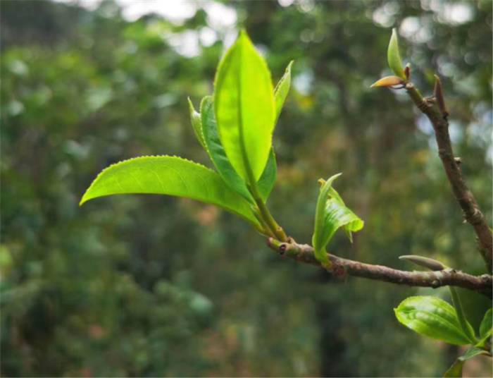 有关于抵制“天价茶”！中国茶叶流通协会倡议维护茶叶流通秩序的最新消息(1)