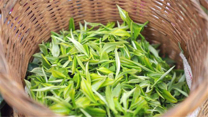 关于贵州黎平雷洞乡：大力发展茶产业 茶农增收喜开颜的热门消息(3)