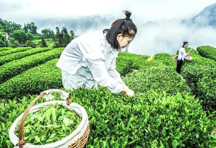 有关于恩施玉露：这款唯一幸存的蒸青绿茶，有浓浓的唐风宋味！的消息(7)