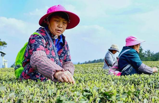 有关于茶园剪影 又是一年采茶季 春色满园盼君来的最新资讯(9)