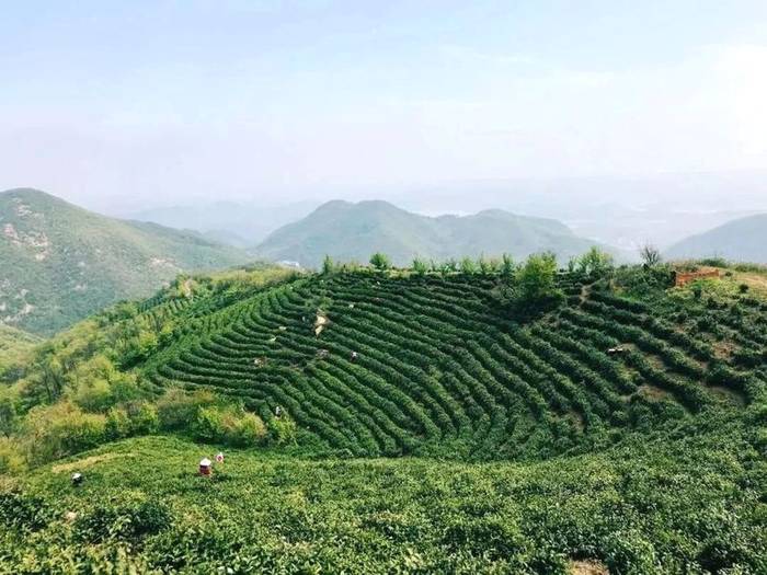 有关于2021年春茶已开采！各茶区绿茶采摘时间汇总的最新资讯(16)