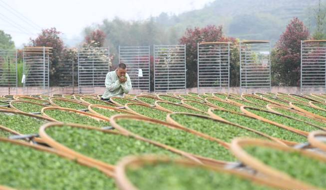 关于福鼎佳阳畲族乡 茶产业是当地乡村振兴的支柱产业的新闻(3)